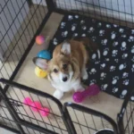 What to put in a dog house for bedding