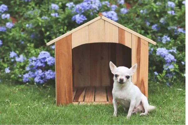 What to put on floor of outdoor dog kennel
