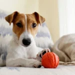 Why doesn’t my dog play with toys (1)