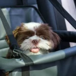 Why use a car seat Hammock for dogs