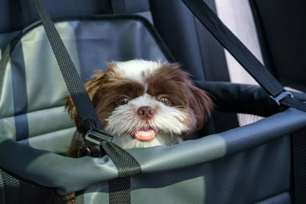 Why use a car seat Hammock for dogs