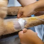 Best Liquid Bandage For Dogs