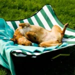 Best Outdoor Beds For Dogs