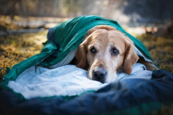 What Is The Best Bedding For Outdoor Dogs