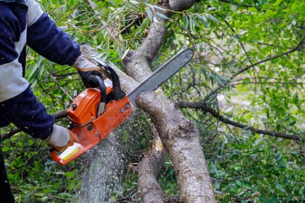 Best Cordless Pruning Saws