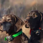 Best GPS Dog Collar Fence