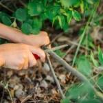 Best Saw For Camping