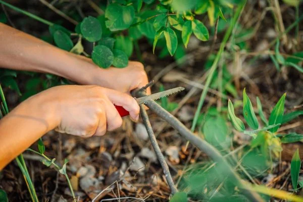 Best Saw For Camping