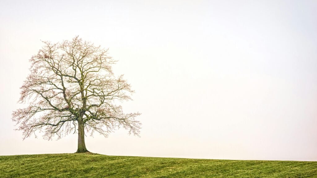 How To Make a Climbing Tree Stand?